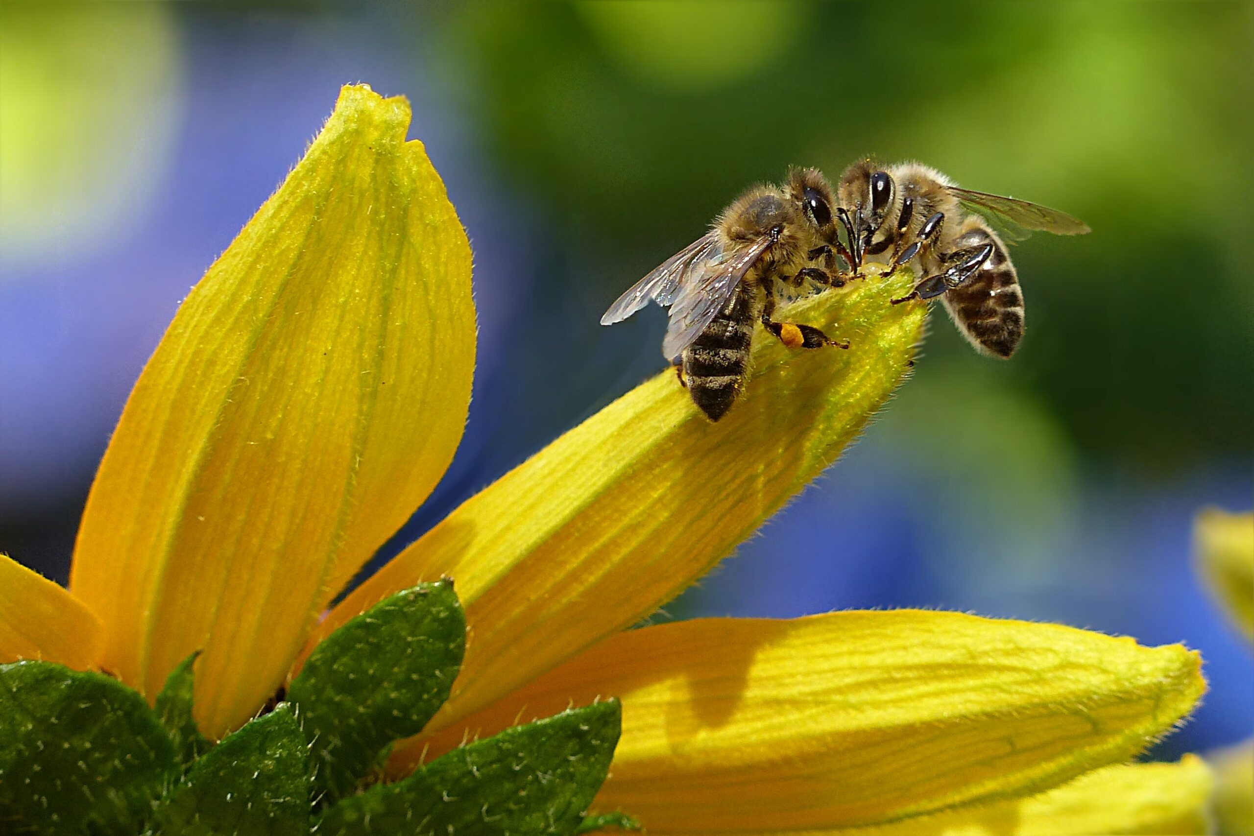 Image of two honey bees on a flower
