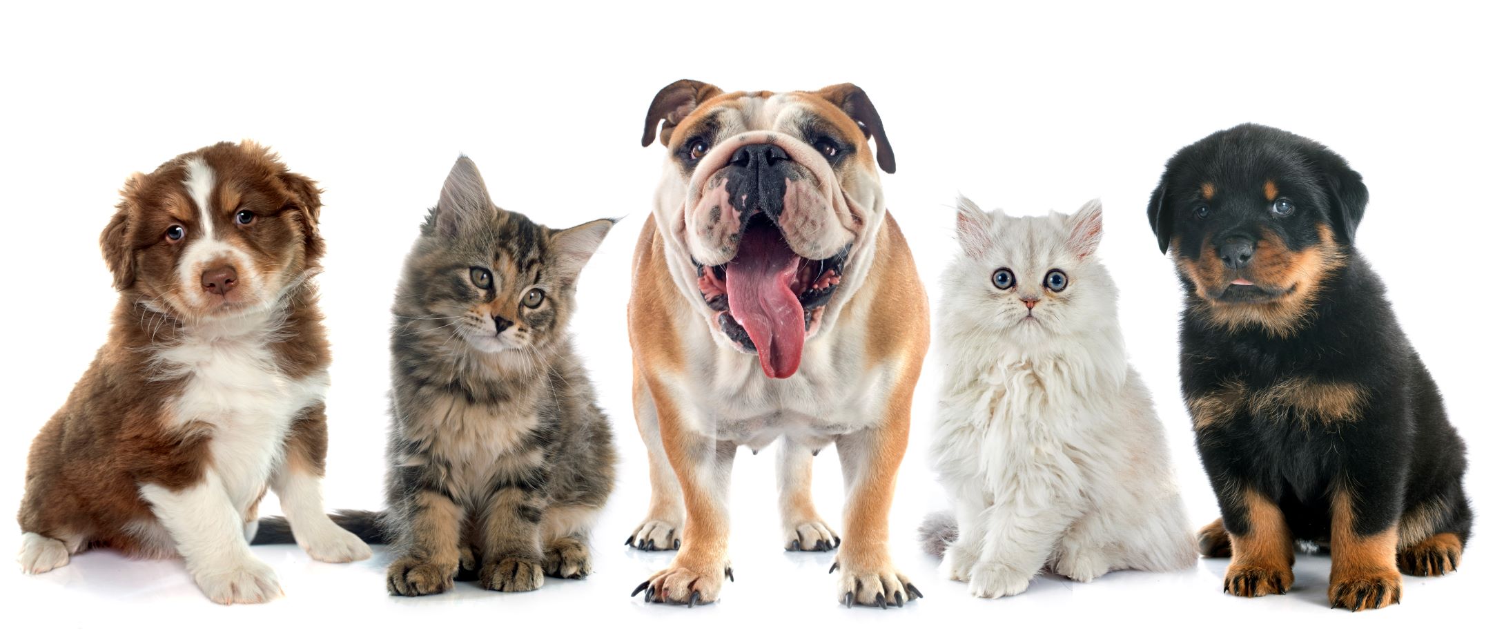 image of cats and dogs