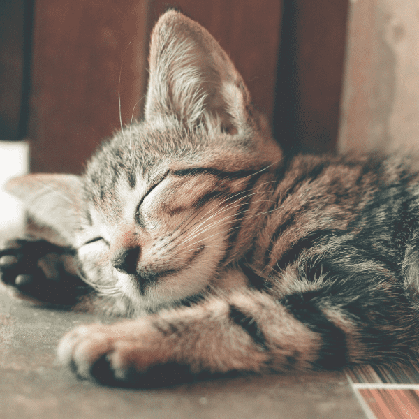 kitten asleep